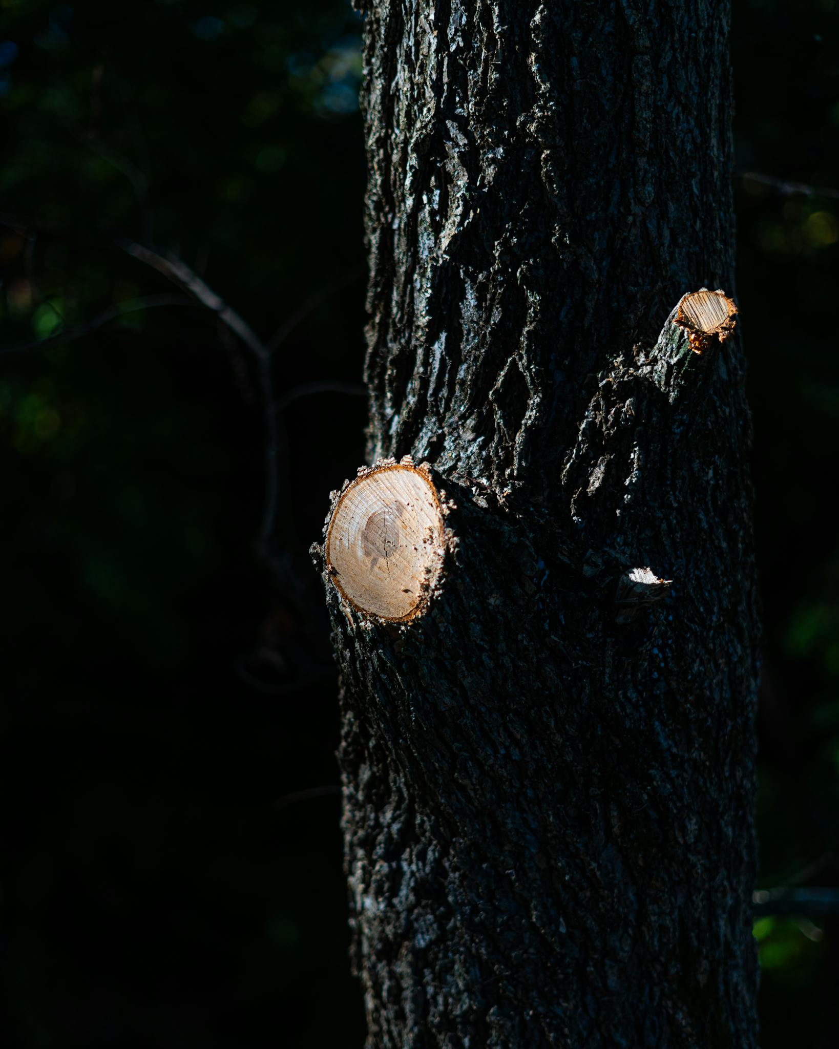A detailed view of a freshly pruned tree branch in a dimly lit forest setting, Nashville, TN.