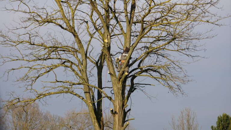 An arborist expertly climbs a tall bare tree on a clear winter day.