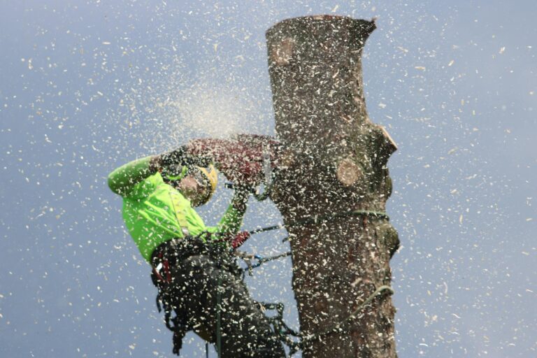 Arborist climbs tree to cut a trunk with a chainsaw, showcasing safety gear and sawdust.
